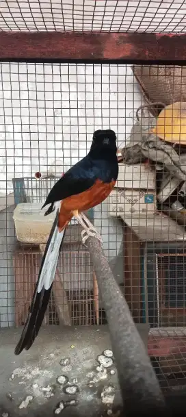 Burung murai kandang BNR