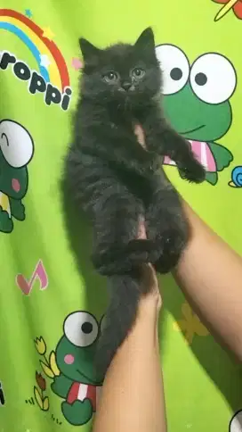 Kucing Persia kitten black smoke