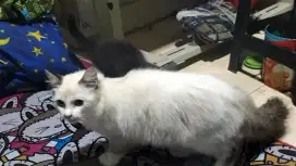 Kucing Himalaya jantan