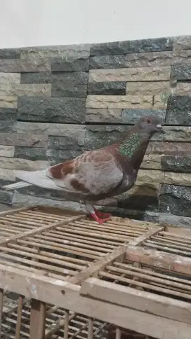 Merpati kolong bebas