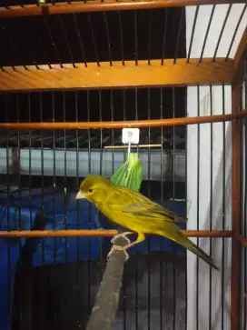 Kenari gacor dor