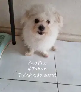 Doggy usia 4 tahun male