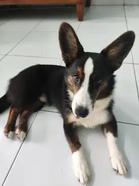 Anjing Corgi Usia 8 Bulan