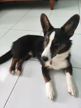 Anjing Corgi Usia 8 Bulan
