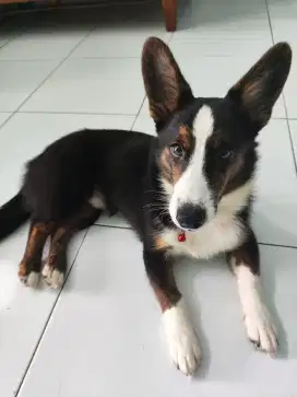 Anjing Corgi Usia 8 Bulan