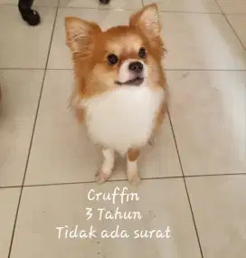 Doggy usia 4 tahun male
Tanpa surat