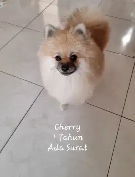Doggy usia 1 tahun female

Stambum
