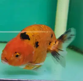 Ikan mas koki koleksi
