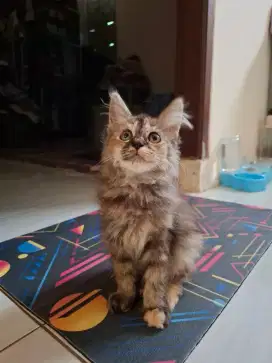 Kitten persia mix mc betina