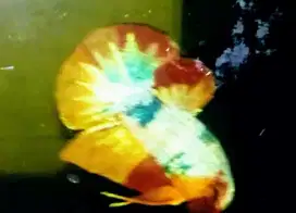 Ikan Cupang Plakat HMPK