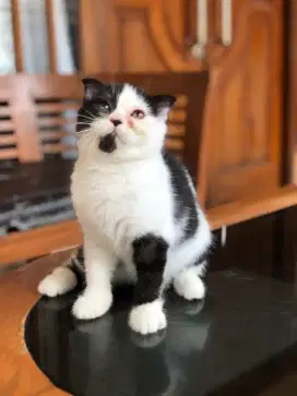 Scottish fold betina