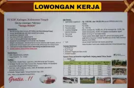 Lowongan Perkebunan Sawit