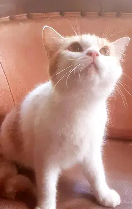 Jual Anak Kucing Bsh Scottish Shorthair Super BigBone Kereen !!