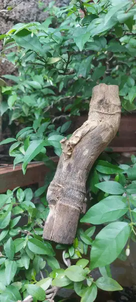 Antique & Unique Bamboo