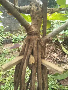 Kerjasama kemitraan budidaya bonsai