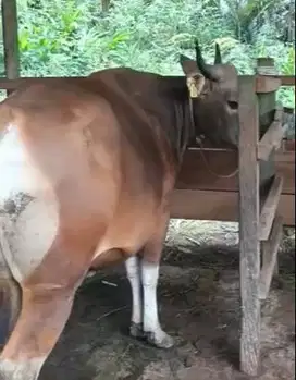 sapi bali mulai 250-500kilo mulai 18jutaan siap kurban 2025 jamin puas
