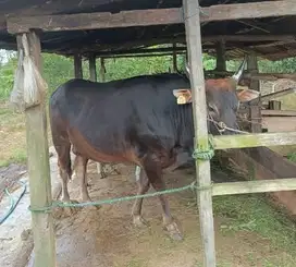 sapi bali mulai 250-500kilo mulai 18jutaan siap kurban 2025 jamin puas