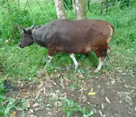 sapi bali bobot 250-500kiloan mulai 18jutaan siap hewan qurban terbaik