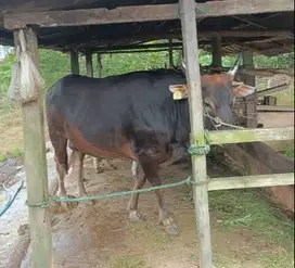 sapi bali 250-500kiloan mulai 18jutaan siap hewan qurban terbaik 2025
