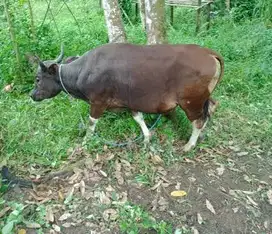 sapi qurban 250-500kiloan ras bali mulai 18jutaan siap kurban 2025 top