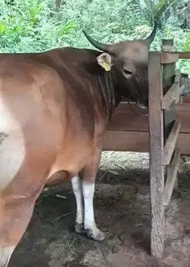 sapi 18jutaan siap qurban 2025 mulai bobot 250-500kiloan ras sapi bali