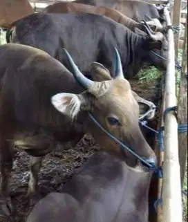 sapi bali 18jutaan mulai bobot 250-500kiloan siap kurban murmer manteb