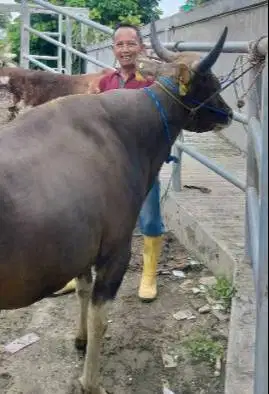 sapi bali 18 jutaan 250-500 kiloan ras sapi bali siap kurban 2025 puas