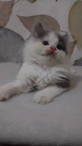 Kiteen Persia longhair betina umur 2bulan