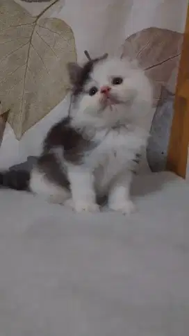 Kiteen Persia longhair jantan umur 2bulan