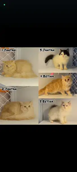 kucing anakan dewasa ragdoll anggora himalaya mainecoon persia