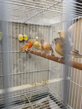 Burung Red Siskin Paud dan Dewasa