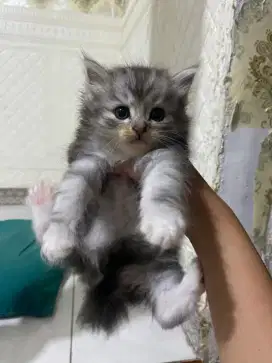 Kucing Kitten Persia