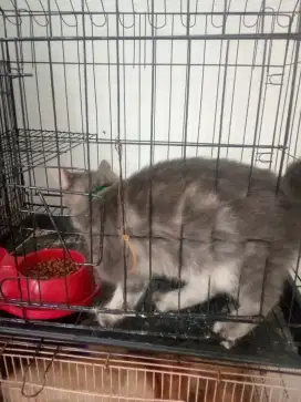 Open adop kucing persia