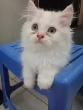 Kitten Persia jantan 3 bln