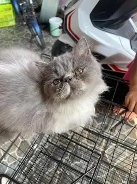 Kitten peaknose