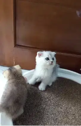 Scottish fold silver