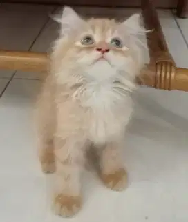 Kitten Persia 3 bln jantan