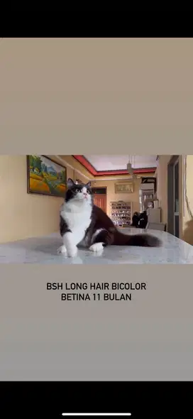 BSH, MUNCHKIN, SCOTISHFOLD,