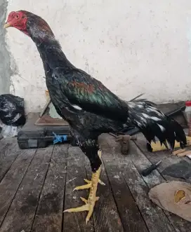 Ayam sepasang laki bini