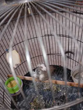 Burung perkutut antik