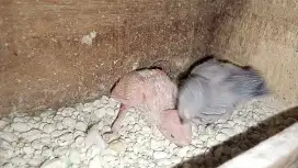 Anak cindil parkit lolohan fresh glodok untuk FF free fly mata merah