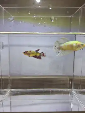 Ikan cupang neon multi 1pair