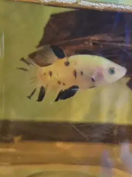 Ikan cupang male neon blue dot dot