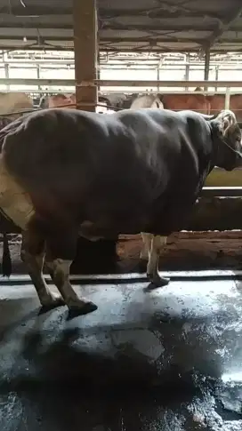 Sapi qurban sapi bali super jumbo