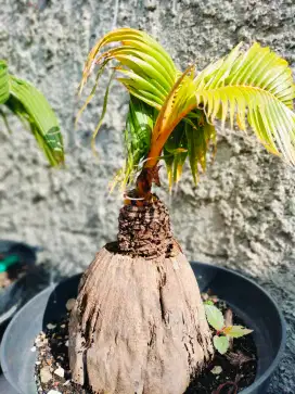 Bonsai Kelapa Gading
