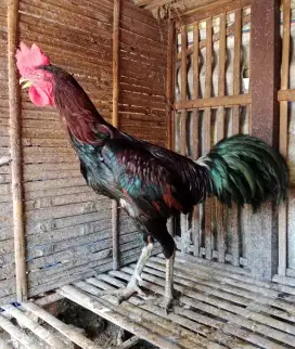 Ayam jago mangon