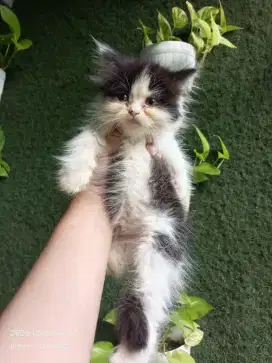 Kitten persia flatnose