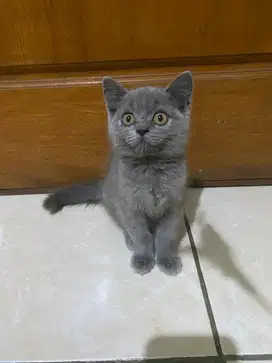 KUCING BRITISH SHORTHAIR (KUCING BSH KITTEN)