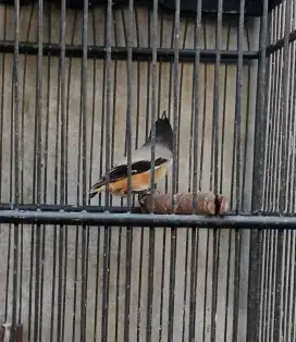 Burung cendet blangkon