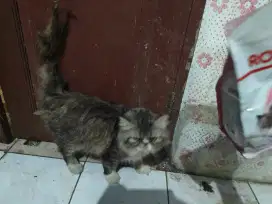Flatnose  agak pesek blacktorti jago kimpoy